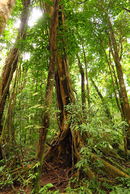 Die bomen zijn zo bizar..