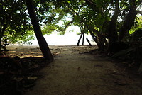Cape Tribulation