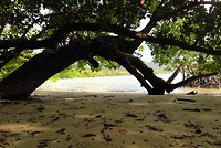 Cape Tribulation