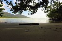 Daintree Rainforest