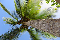 Palmboom