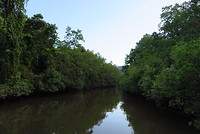 Daintree River