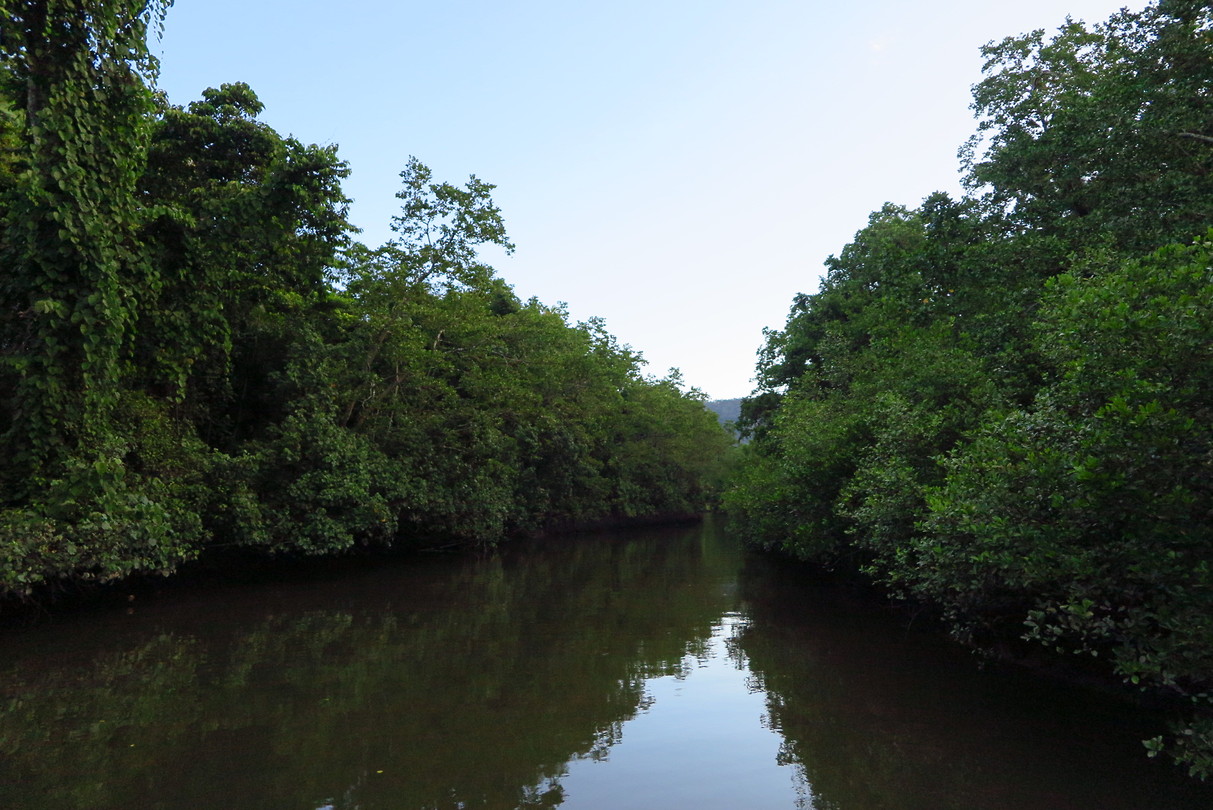 Daintree River