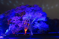 Vivid Sydney