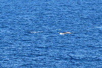 Walvis!