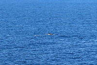 Walvis!