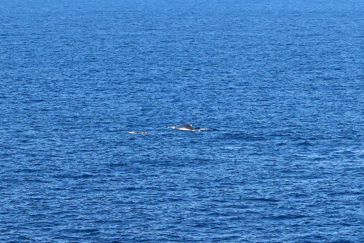 Walvis!