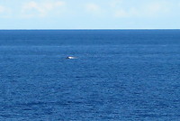 Walvis!