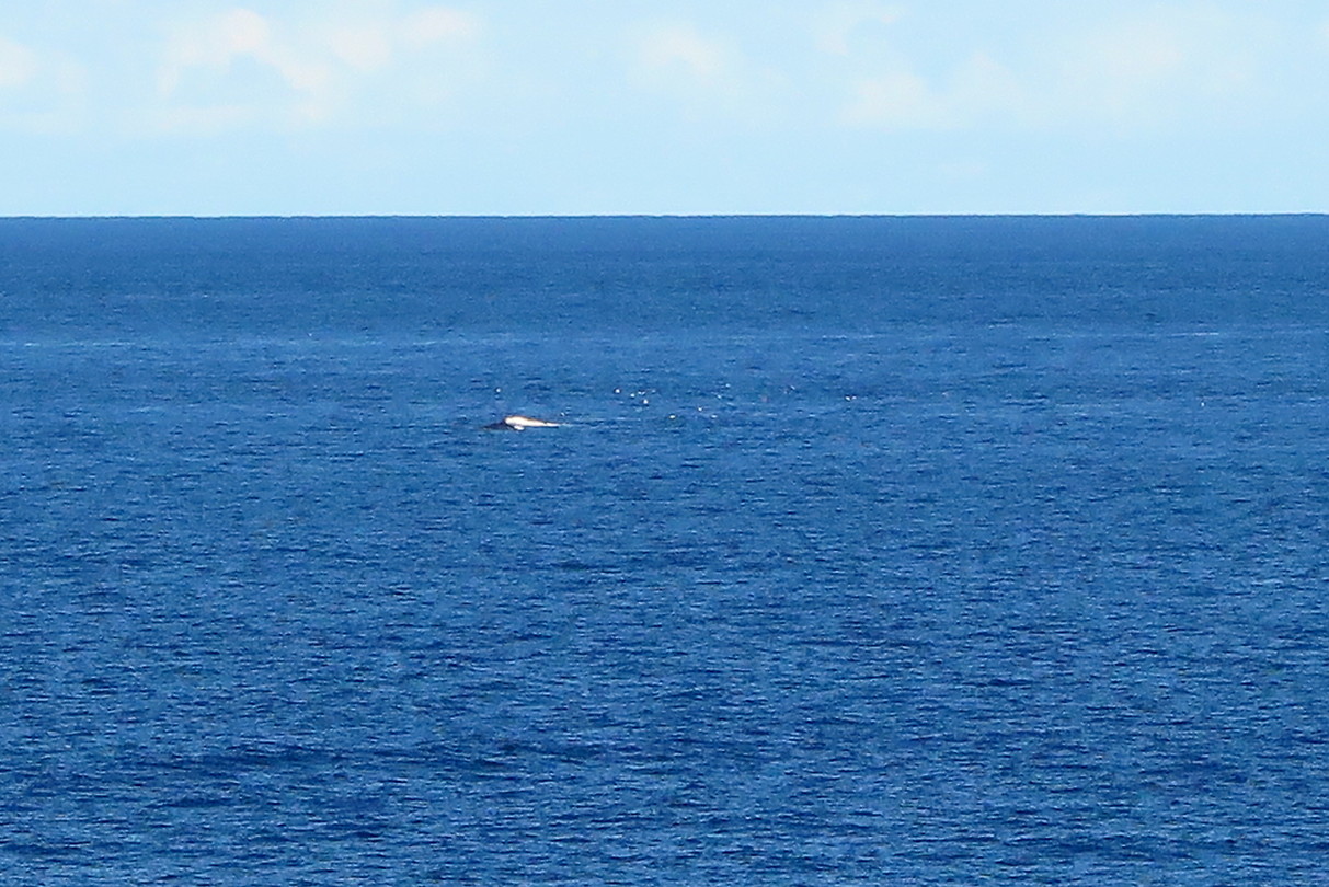 Walvis!