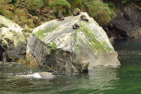 Zeehonden