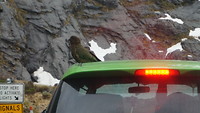 Een Kea! Enge beesten!