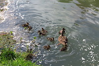 Eendjes