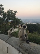 Apen bij Monsoon Palace