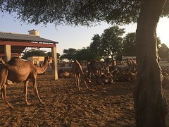 Kamelen boerderij