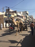 Typisch rajasthan straatbeeld
