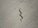 Wildlife op de steppe