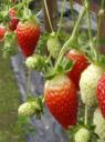 Strawberries field een bekend product van de CH