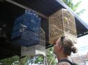 Volgeltjes kijken op de vogelmarkt
