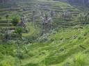 Mooie rijstvelden bij Ubud