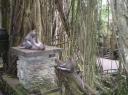 Monkeys in action