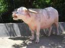 Oeh, een dure albino! Minimaal 5 miljoen roepies!