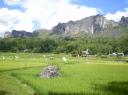 Rijst en rotsen in toraja