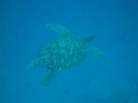 Zeeschildpad