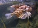 Lion fish die wij in het eggie hebben gezien