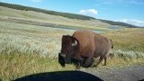Bizon Yellowstone