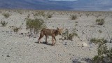 Kit fox