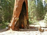 Sequoia Park