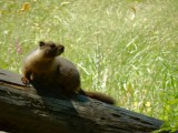 Badger