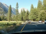 Mule deer