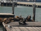 Zeeleeuwen op pier 39