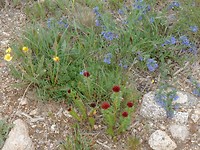 Bloemetjes op de Mont Evans