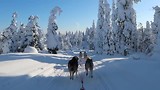 Huskysafari