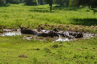IMG_4595
