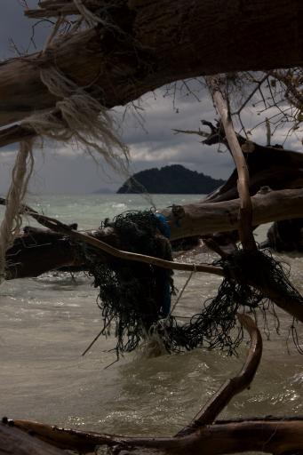 Tree, water, island