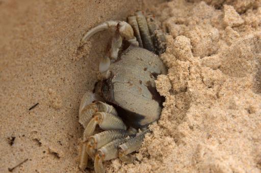 The crab of ineffable wisdom