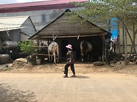 A normal street in Cambodia