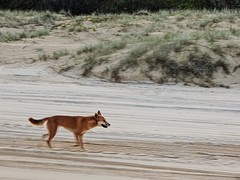 Dingo