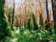 Forrest