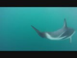 Dolphin swim