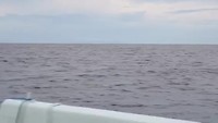 Dolfijnen spotten in Lovina