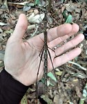 Phasmatodea
