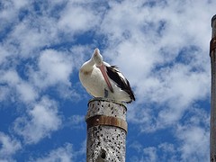 Pelikaan!