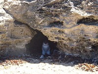 Little pinguin!