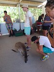 Kangoeroe heeft honger