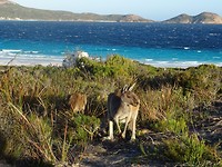 Lucky bay