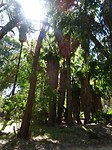 Yanchep National Park
